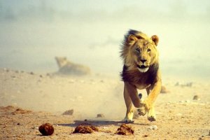 lion_running